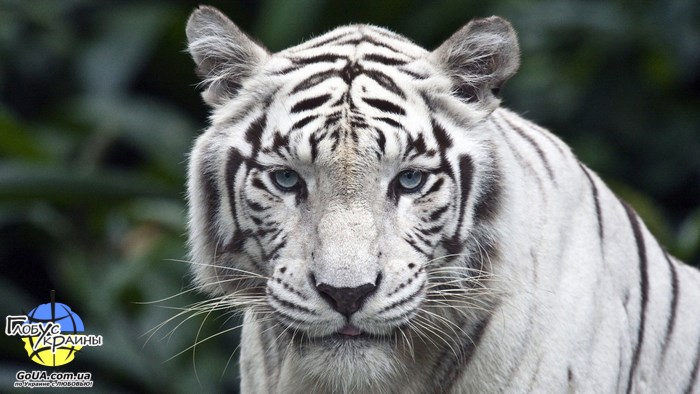 зоопарк пылышенко бенгальский белый тигр экскурсия